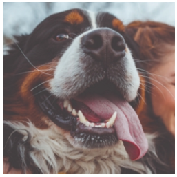 PetMeds：全場狗狗食品、用品熱賣 限時無門檻8.5折
